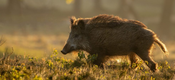 logo z dzikami w lesie